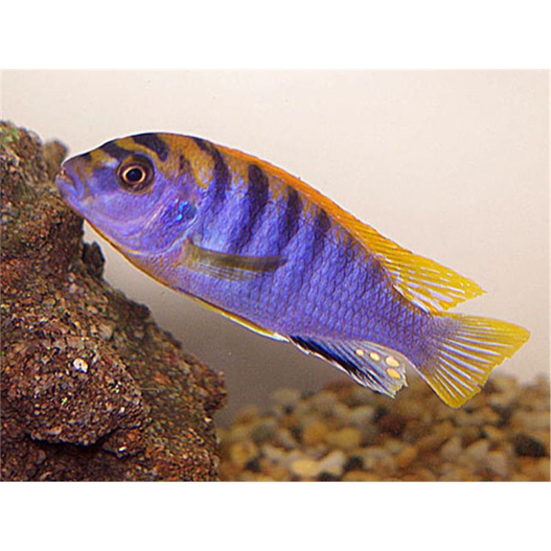 Labidochromis hongi - imagine 4